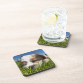 Kute puppy dog in park, Vancouver, BC, Canada. Onderzetter (Rechterzijde)