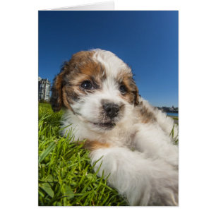 Kute puppy dog (Shitzu)