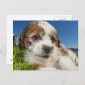 Kute puppy dog (Shitzu) Briefkaart (Voorkant / Achterkant)