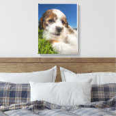 Kute puppy dog (Shitzu) Canvas Afdruk (Insitu (Slaapkamer))
