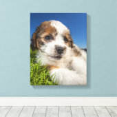 Kute puppy dog (Shitzu) Canvas Afdruk (Insitu (Houten vloer))