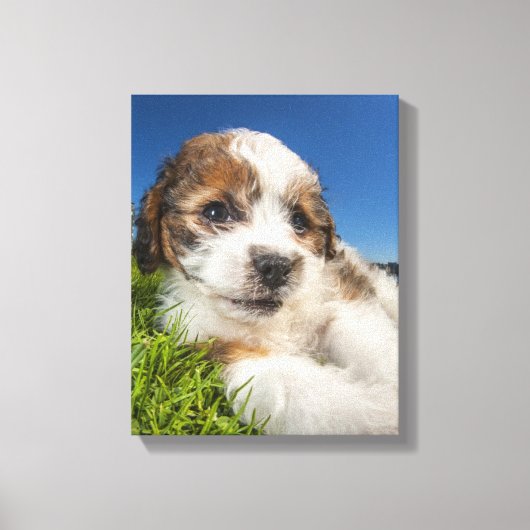 Kute puppy dog (Shitzu) Canvas Afdruk (Voorkant)