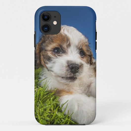 Kute puppy dog (Shitzu) Case-Mate iPhone Case (Achterkant)