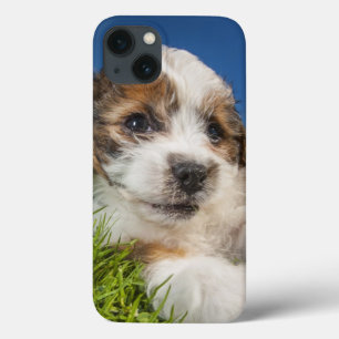 Kute puppy dog (Shitzu) Case-Mate iPhone Case
