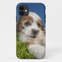 Kute puppy dog (Shitzu)