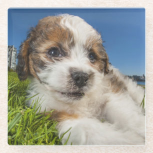 Kute puppy dog (Shitzu) Glazen Onderzetter