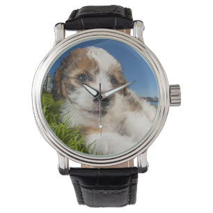 Kute puppy dog (Shitzu) Horloge