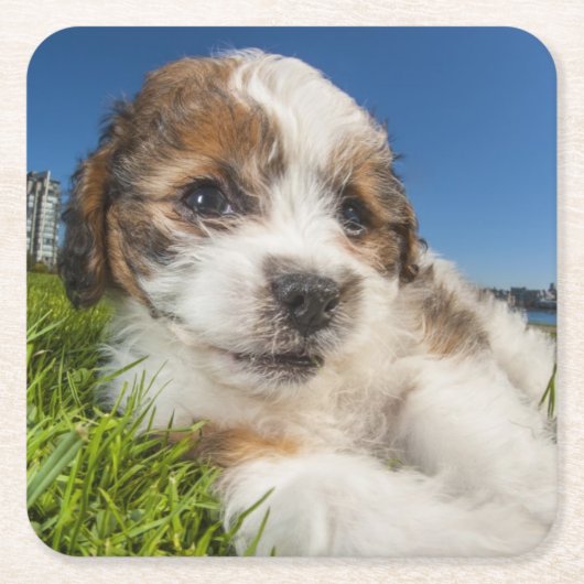 Kute puppy dog (Shitzu) Kartonnen Onderzetters (Voorkant)