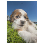 Kute puppy dog (Shitzu) Klembord (Achterkant)