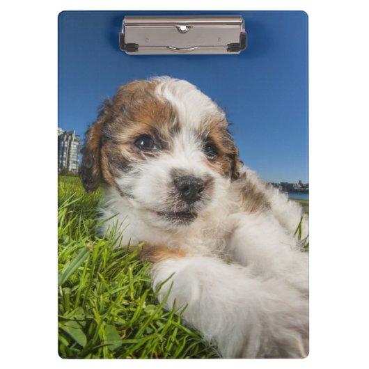 Kute puppy dog (Shitzu) Klembord (Voorkant)