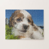 Kute puppy dog (Shitzu) Legpuzzel (Horizontaal)