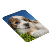 Kute puppy dog (Shitzu) Magneet (Rechterzijde)