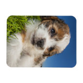 Kute puppy dog (Shitzu) Magneet (Horizontaal)