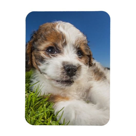 Kute puppy dog (Shitzu) Magneet (Verticaal)