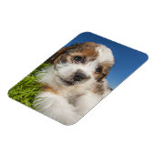 Kute puppy dog (Shitzu) Magneet (Linkerzijde)