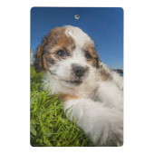 Kute puppy dog (Shitzu) Mini Klembord (Achterkant)