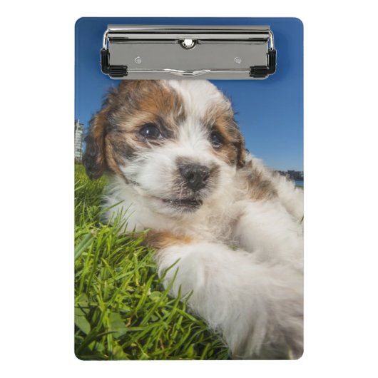 Kute puppy dog (Shitzu) Mini Klembord (Voorkant)