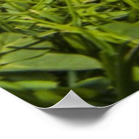 Kute puppy dog (Shitzu) Poster (Hoek)