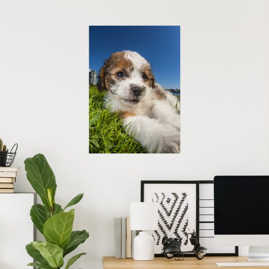 Kute puppy dog (Shitzu) Poster (Thuiskantoor)