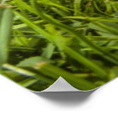 Kute puppy dog (Shitzu) Poster (Hoek)