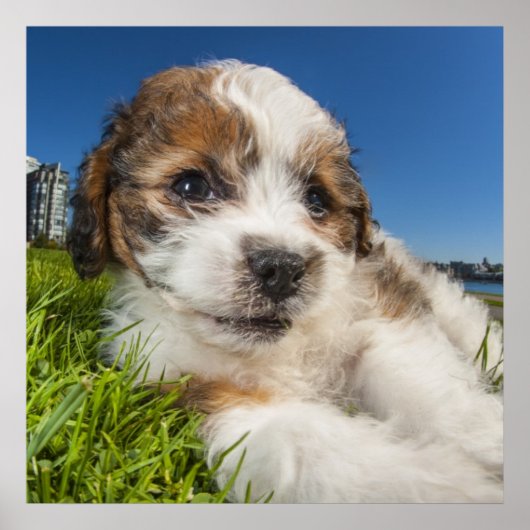 Kute puppy dog (Shitzu) Poster (Voorkant)