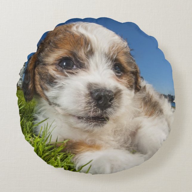 Kute puppy dog (Shitzu) Rond Kussen (Voorkant)