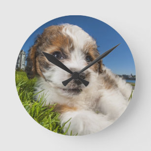 Kute puppy dog (Shitzu) Ronde Klok