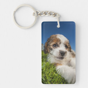 Kute puppy dog (Shitzu) Sleutelhanger