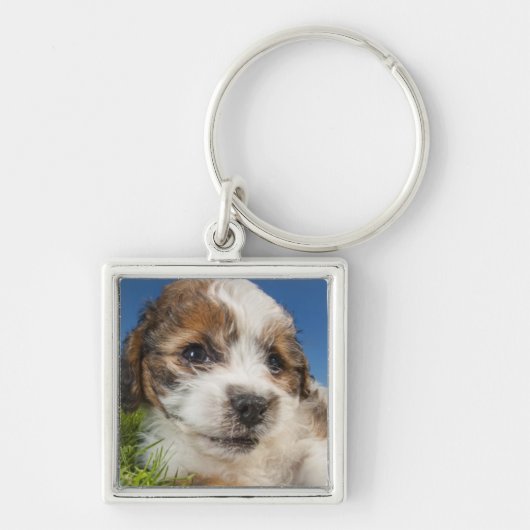 Kute puppy dog (Shitzu) Sleutelhanger (Voorkant)