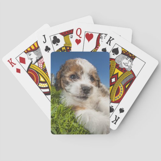 Kute puppy dog (Shitzu) Speelkaarten (Achterkant)