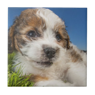 Kute puppy dog (Shitzu) Tegeltje