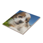 Kute puppy dog (Shitzu) Tegeltje (Zijkant)
