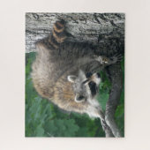 Kute Raccoon volledig lichaam in eiken boom Legpuzzel (Verticaal)