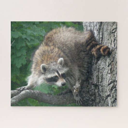Kute Raccoon volledig lichaam in eiken boom Legpuzzel (Horizontaal)