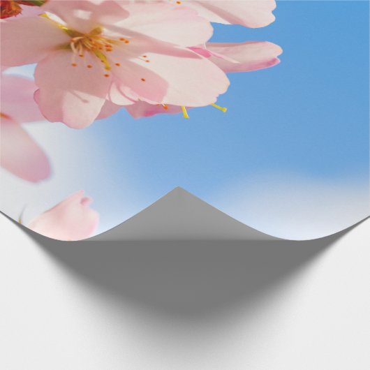 Kute Sakura Flowers open voor de lente-zonneschijn Cadeaupapier (Hoek)