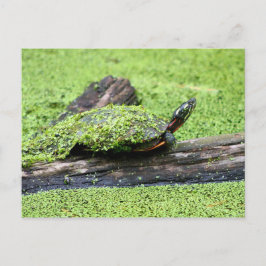 Kute schildpad bedekt met groen met vuurtje. briefkaart