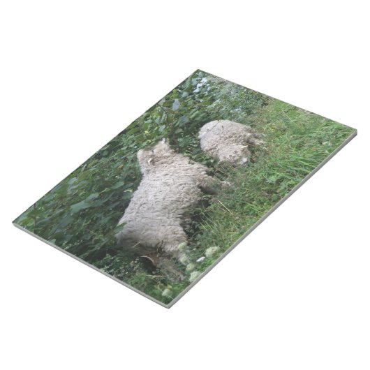 Kute Sheep Eating Leaves Notepad Notitieblok (Schuin)