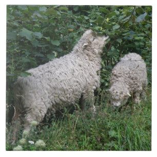 Kute Sheep Eating Leaves Tile Tegeltje