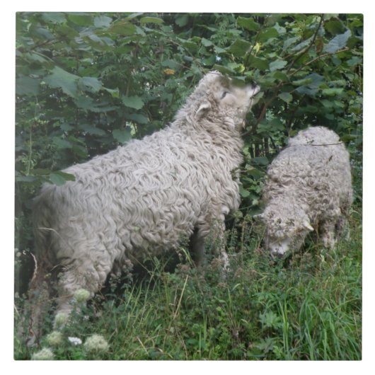 Kute Sheep Eating Leaves Tile Tegeltje (Voorkant)