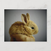 Kute small konbit in hand briefkaart (Voorkant)