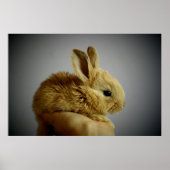 Kute small konbit in hand poster (Voorkant)