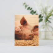 Kute Sow met biggen Briefkaart (Staand voorkant)