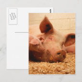 Kute Sow met biggen Briefkaart (Voorkant / Achterkant)