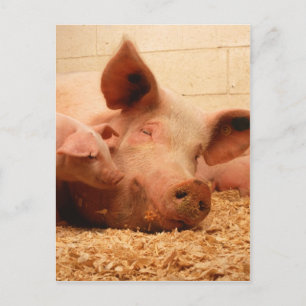 Kute Sow met biggen Briefkaart