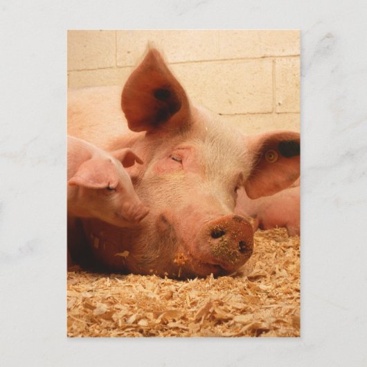 Kute Sow met biggen Briefkaart (Voorkant)