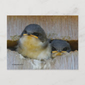 Kute Tree Swallow baby's die naar Big World kijken Briefkaart (Voorkant)