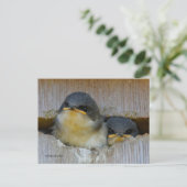 Kute Tree Swallow baby's die naar Big World kijken Briefkaart (Staand voorkant)