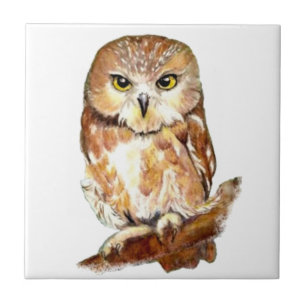 Kute Waterverf Saw Whet Owl, Bird, Animal Tegeltje