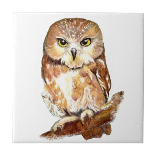 Kute Waterverf Saw Whet Owl, Bird, Animal Tegeltje (Voorkant)