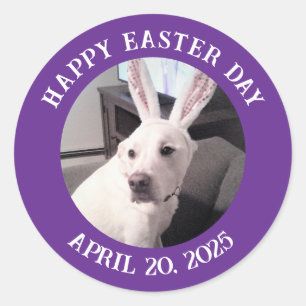 Kute White Dog Wearing Paaspaasparelaar Paars Ronde Sticker